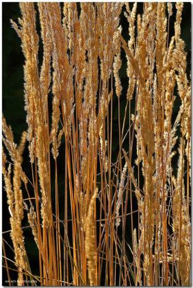 Grass