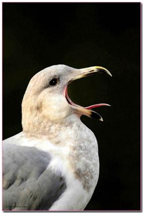 _mggull-talk-copy.jpg