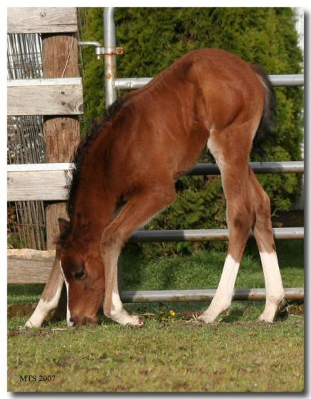 2 weeks old